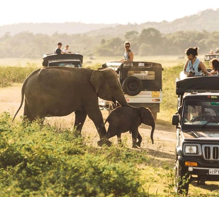 Minneriya National Park Safari